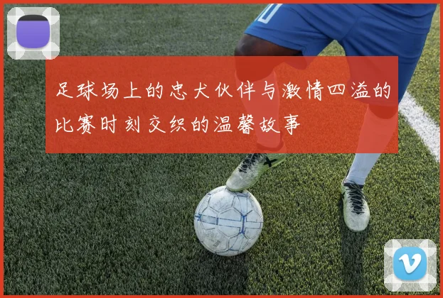 足球场上的忠犬伙伴与激情四溢的比赛时刻交织的温馨故事